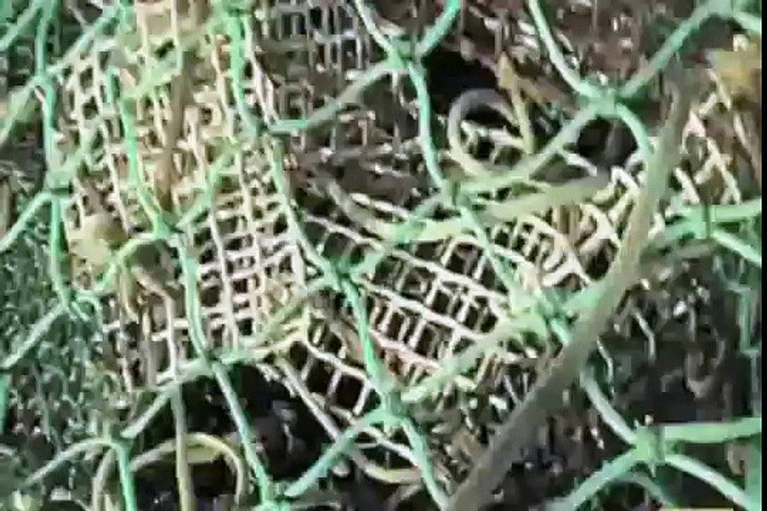 OVNI EN EL MAR PERUANO(GRABACION POR UNOS TURISTAS).wmv