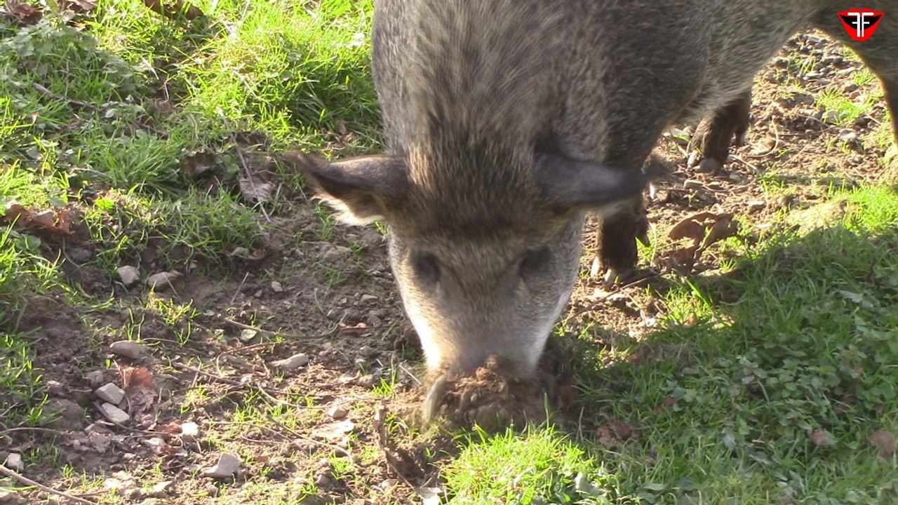 Pig is digging