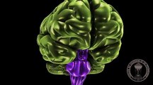 Anatomy of the brain : Diencephalon,  Thalamus and Hypothalamus .