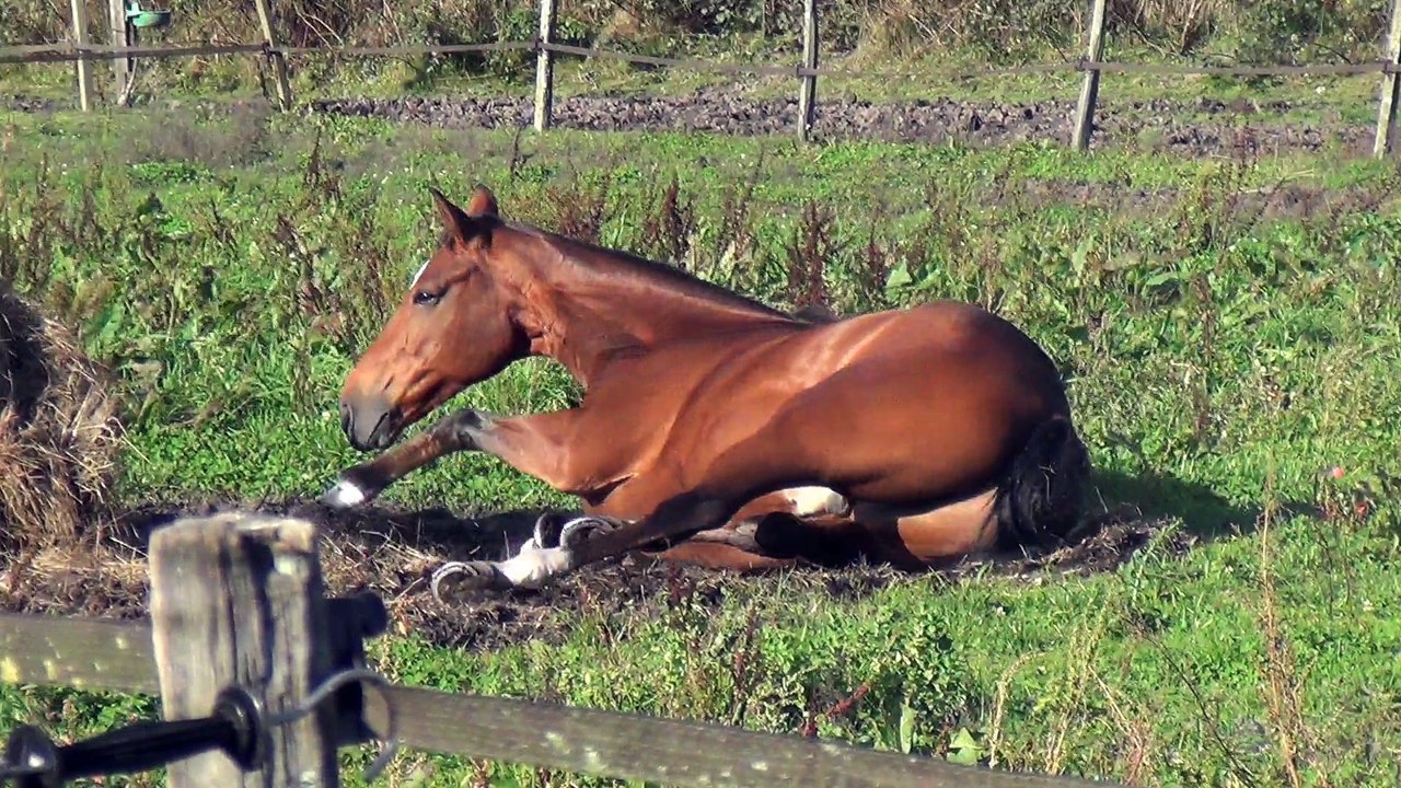 journée cheval et entrainement