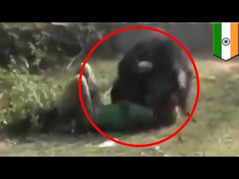 Oso devora a un hombre desprevenido en la India