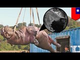 Hipopótamo que se fugó en Taiwán muere luego de sufrir un accidente y no recibir tratamiento médico