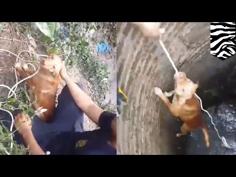 Perro en Tailandia es rescatado por voluntarios luego de caer en un pozo