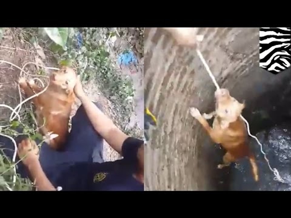 Perro en Tailandia es rescatado por voluntarios luego de caer en un pozo