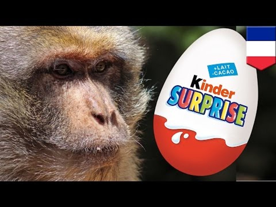 Policía francesa usa un arma taser contra un mono agresivo adicto al chocolate