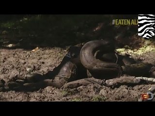 Esperado programa de un hombre comido vivo por anaconda del Discovery Channel termina en criticas