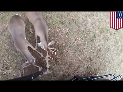 Video muestra a dos alces en aprietos siendo liberados por un guardia en Texas