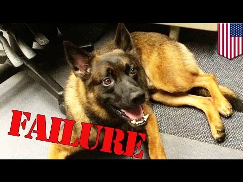 Tierno carrocho es expulsado de la academia para perros policías por perezoso y miedoso