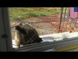 Hombre en New Hampshire es perseguido en su propia casa por una marmota agresiva