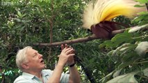 Bird of Paradise by BBC Two TV