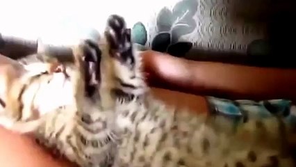 Funny Cats_ Cute Cats Sleeping Compilation