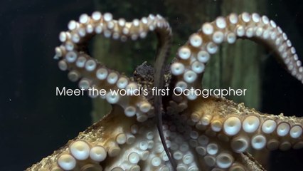Un calamar qui prend des photos