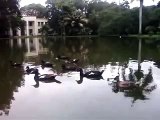 Lago dos patos - Universidade de São Paulo - Esalq - Piracicaba-SP
