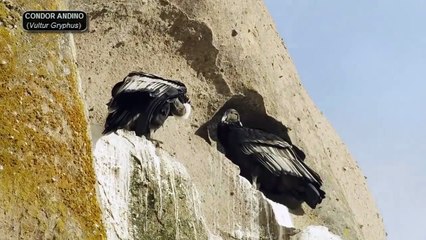 El Cóndor Andino - Vultur Gryphus