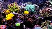 Eren Yelkenci's Reef Aquarium 4 - ReeFlowers