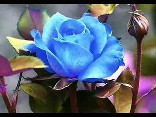 The Rose - Gheorghe Zamfir