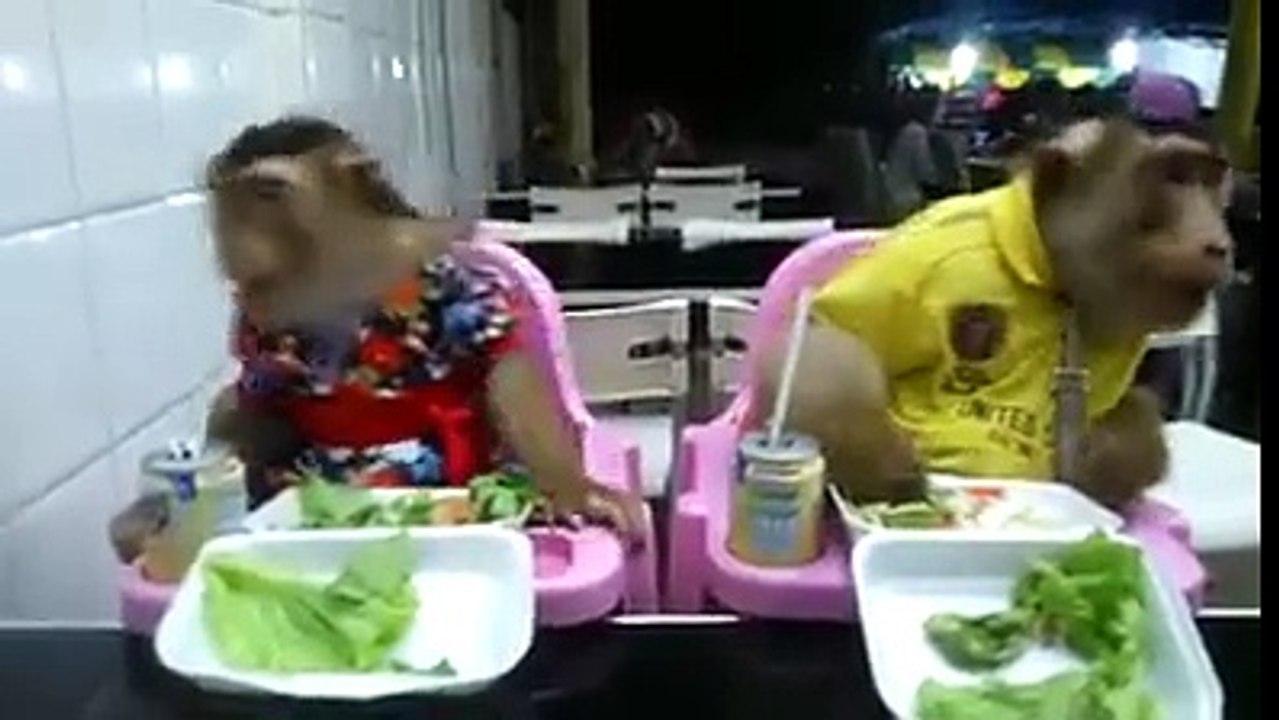 Maymunların Aile Yemeği