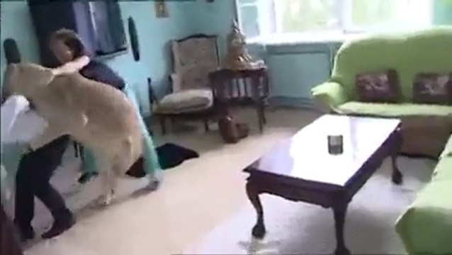 Evde Aslan Beslemenin Sonu Kötü Oldu