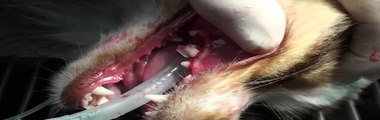 Pulling a Dog's Broken Tooth