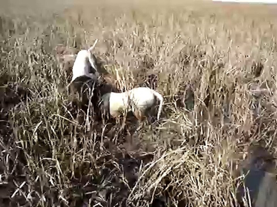 caza de jabali con dogos