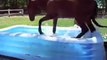 Un cheval approche une piscine gonflable pour se rafraichir