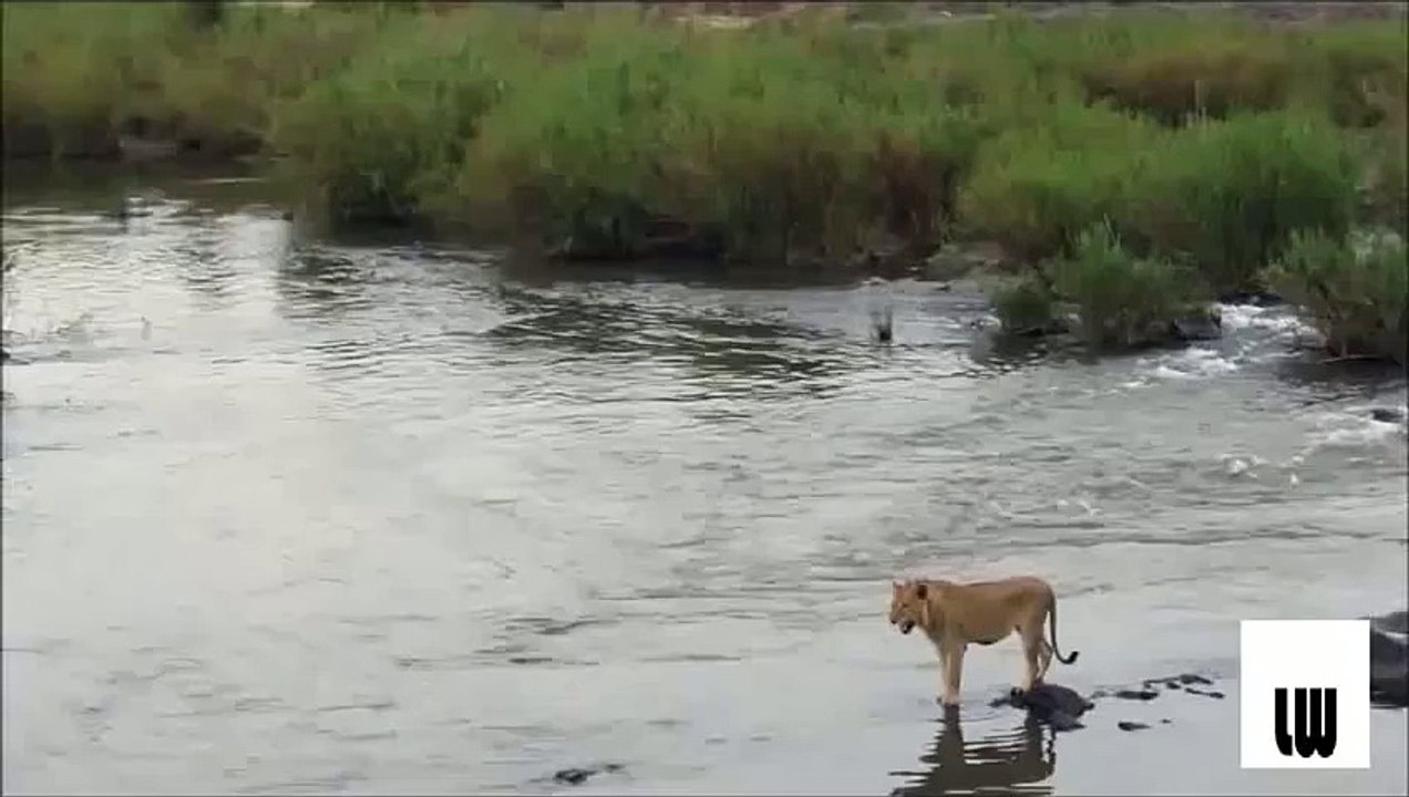 "..Crocodile Attacks Lion - GVP.."