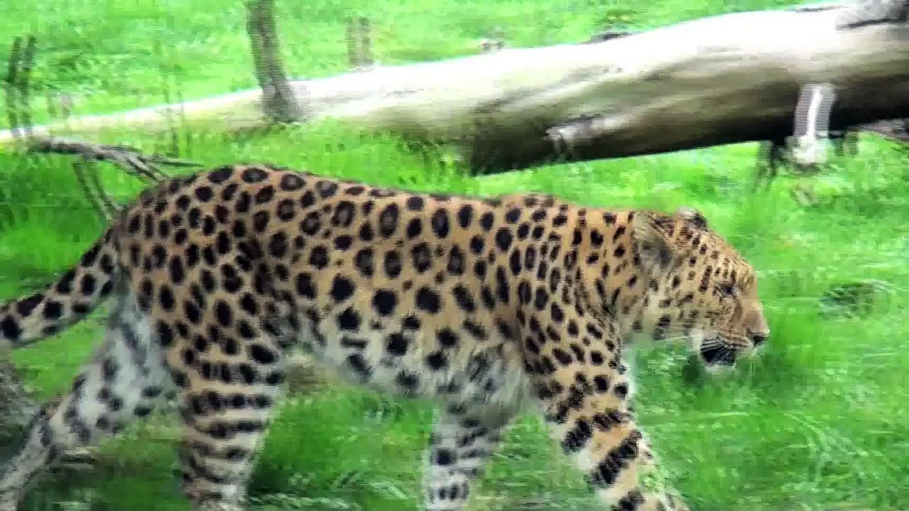 Le Parc des Félins, Reportage MAG