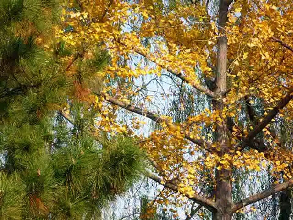 Barbara: Septembre (quel joli temps)