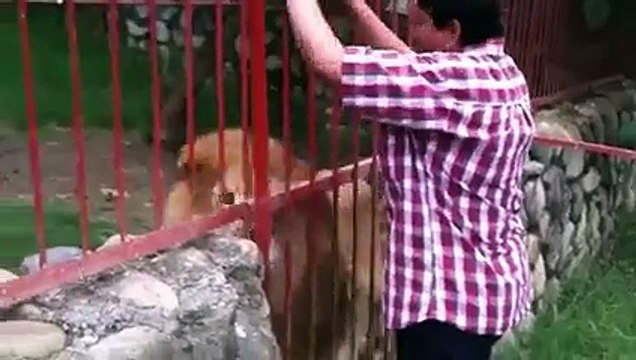 Lion Hugs and Kisses A Woman Who Rescued Him