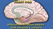 Limbic System and Prefrontal Cortex (UofT Psy 290 4 of 8)