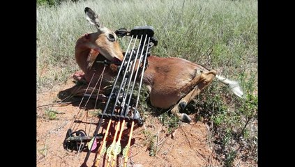 chasse a l'arc RSA 2012