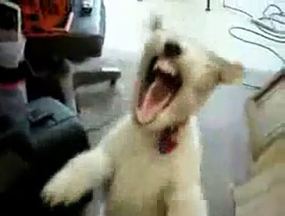 Death metal dog