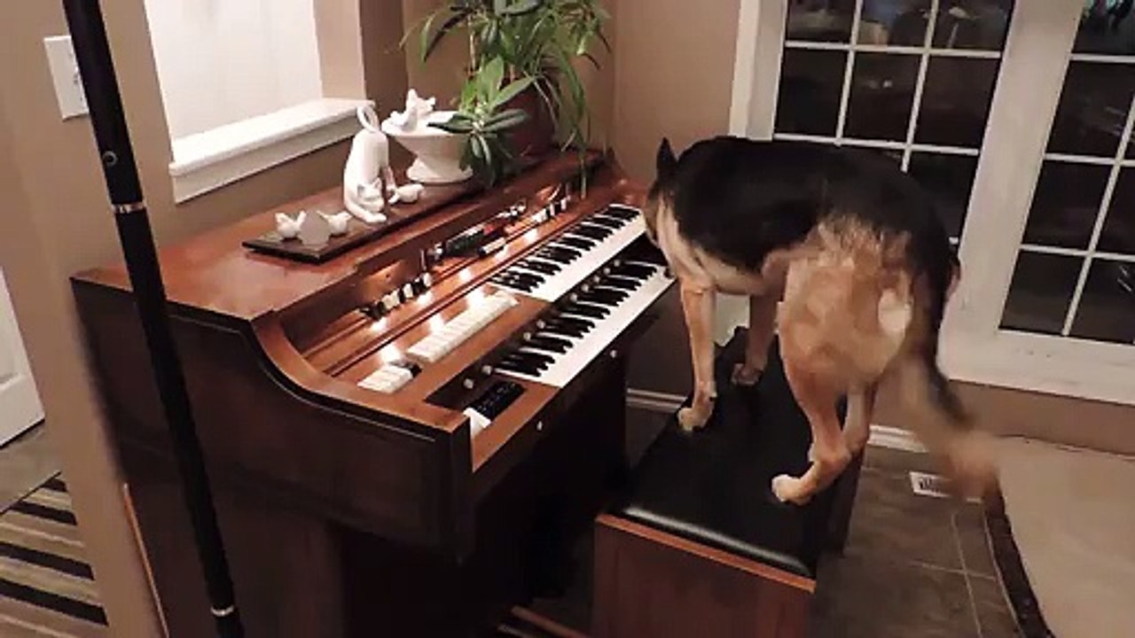 Un berger allemand qui joue du piano...