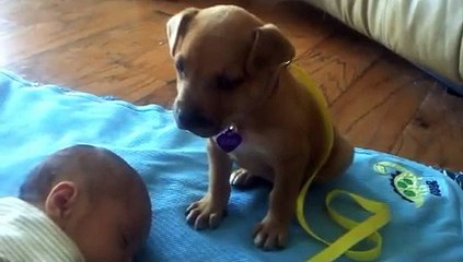 Sleepy Puppy falls asleep on baby