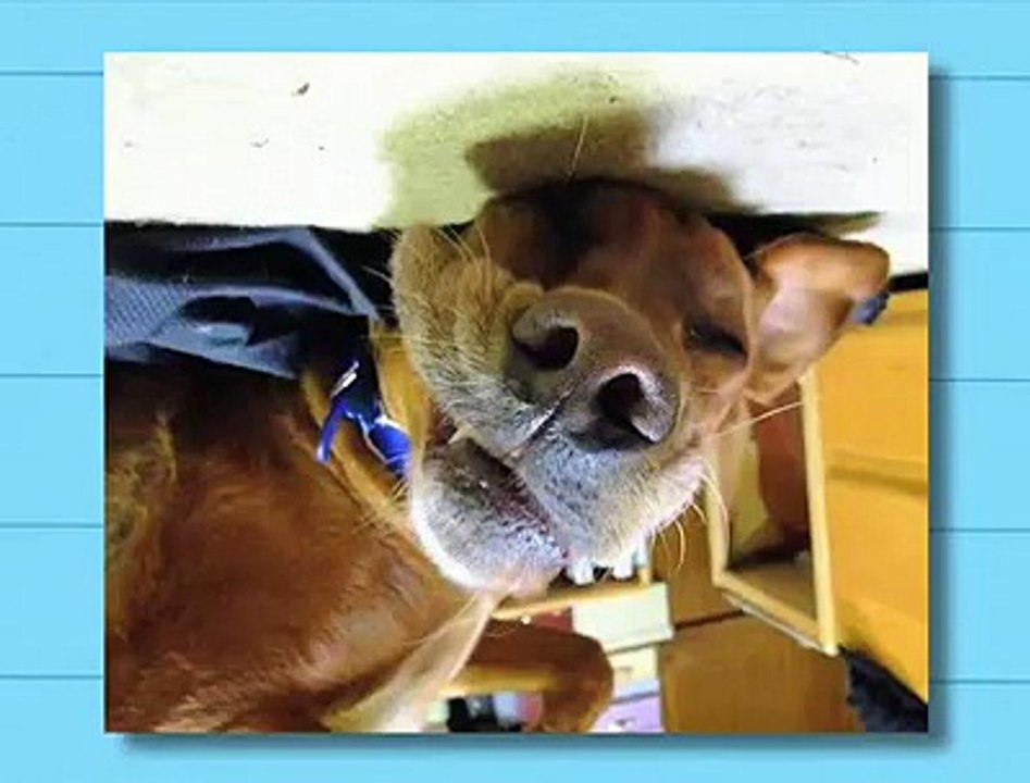 Upside Down Dogs