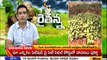 Paddy damage by rains in Andhra Pradesh Crop protection tips by agricultural expert in Raithanna - Mahaa Telugu News