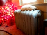 Cats Sleep In Weird Places Compilation