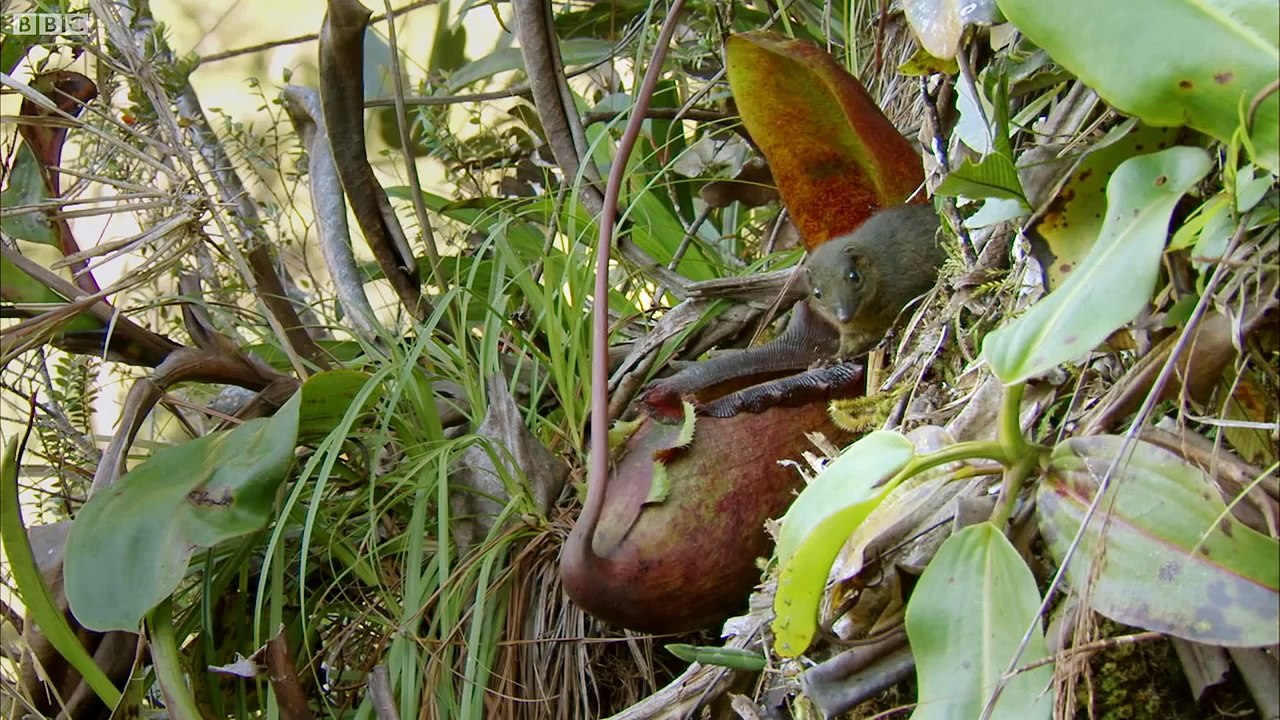 Incredible "Toilet" plant - Attenborough 60 Years in the wild - BBC
