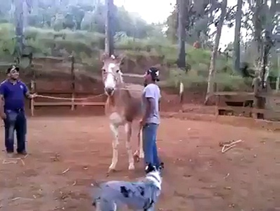 Funn