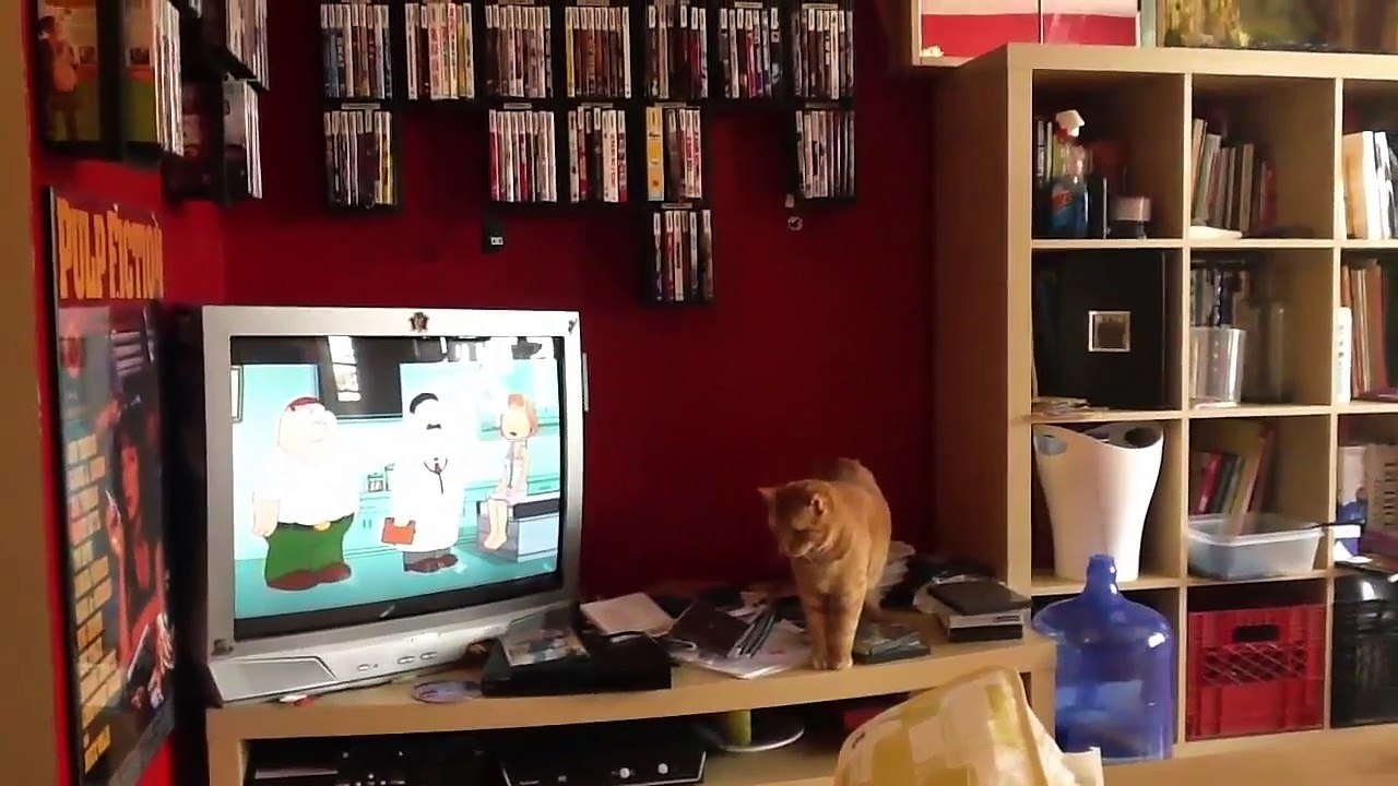 funny cat compilation 2015