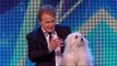 Britain's Got Talent's talking dog Miss Wendy 2015