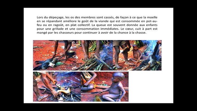 Le bon goût de la viande de primate (cycle Sur la Piste des Grands Singes 3/3)