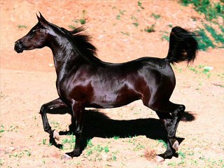 Horses ki  General care  DR.Ashraf Sahibzada