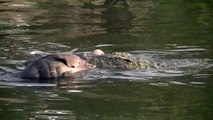 Chobe River: Crocodiles eating baby elephant