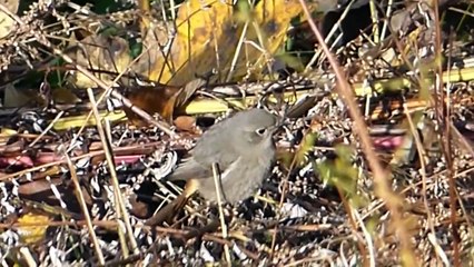 Ptice Hrvatske - Mrka crvenrepka, ženka (Phoenicurus ochruros) (Black Redstart, female) (1/1)
