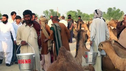 Pakistan: Festivities and Dromedary Dancing After Camel Milk Competition 🐪