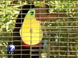 Tucán maltratado está más cerca de recuperar su pico
