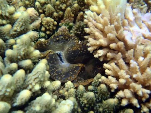 bénitiers du lagon de Mayotte