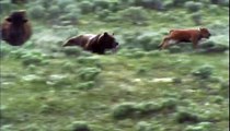 NATURE | Clash: Encounters of Bears and Wolves | Preview | PBS