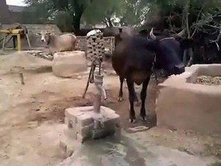 animals getting smarter - the cow is amazing